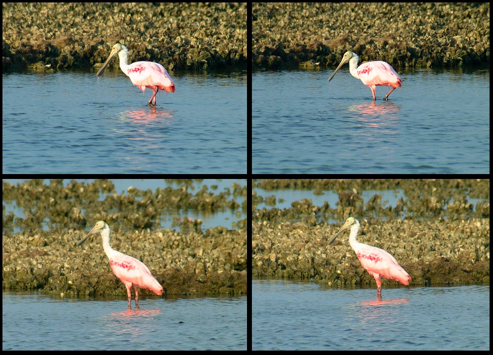 (08) montage (rosette spoonbill).jpg   (1000x720)   379 Kb                                    Click to display next picture